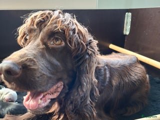 Engelse Cocker Spaniel honden Pas geboren pups Engelse Cocker Spaniel - Advertentie 7