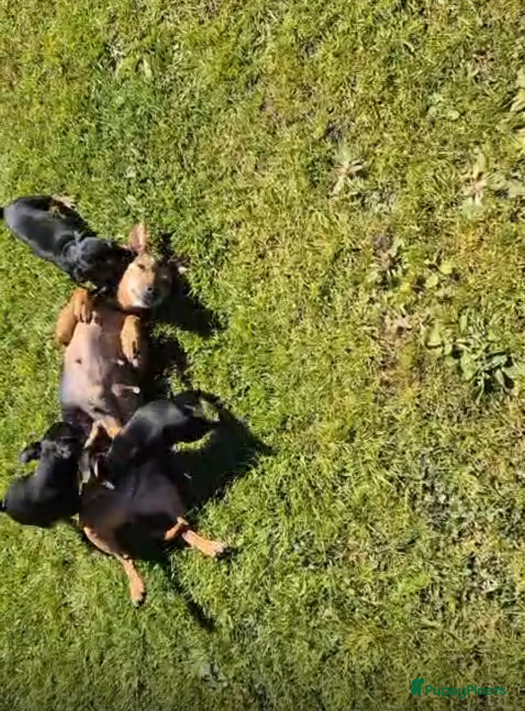 Dwergpinscher honden te koop: Pincher pups - Advertentie 2