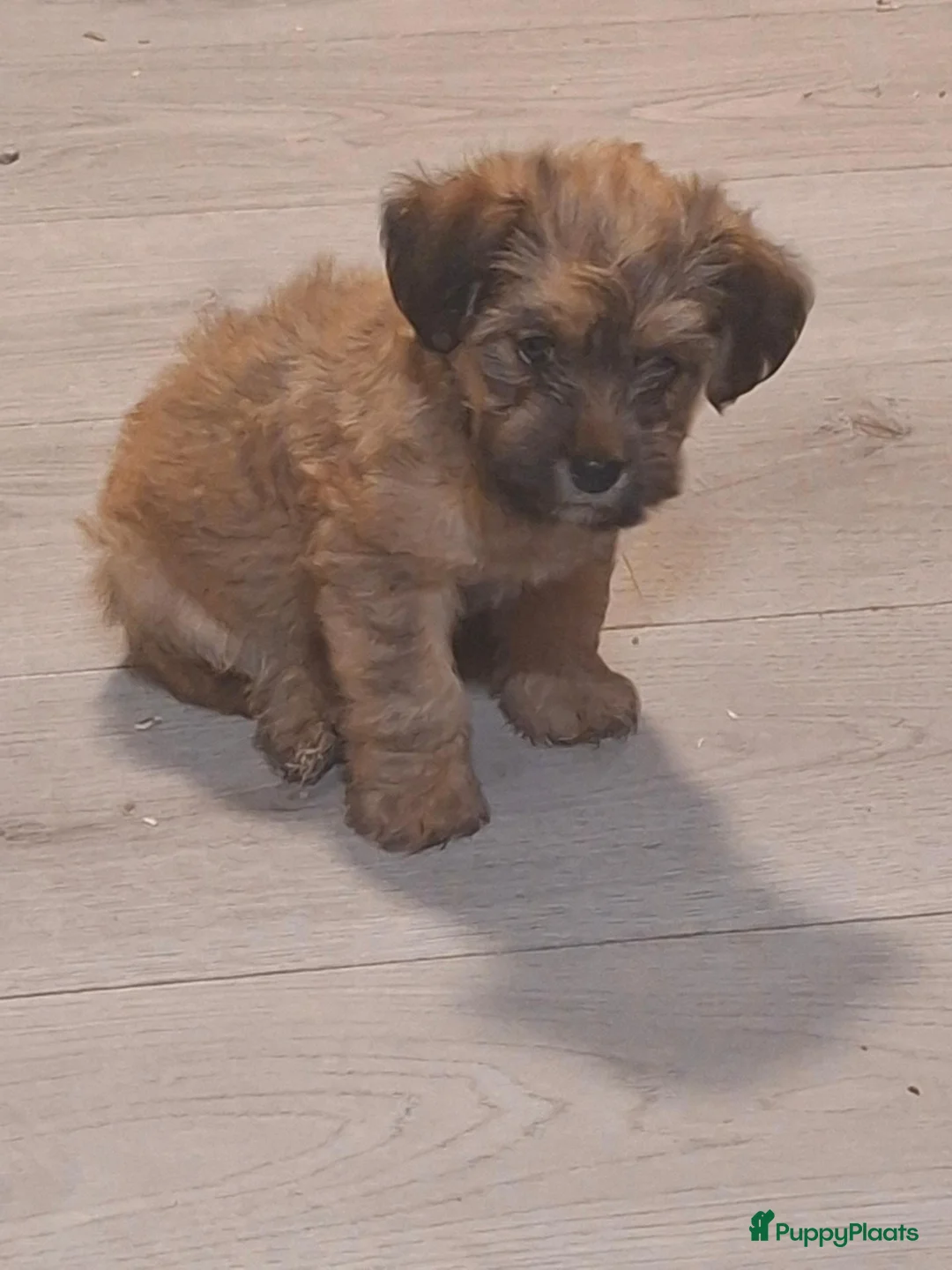 Kruising honden te koop: Boomer - Advertentie 2