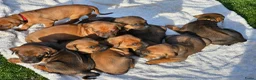 Kruising honden te koop: Mooie lieve pups kruising x Rhodesian Ridgeback in Kesteren - Advertentie 8