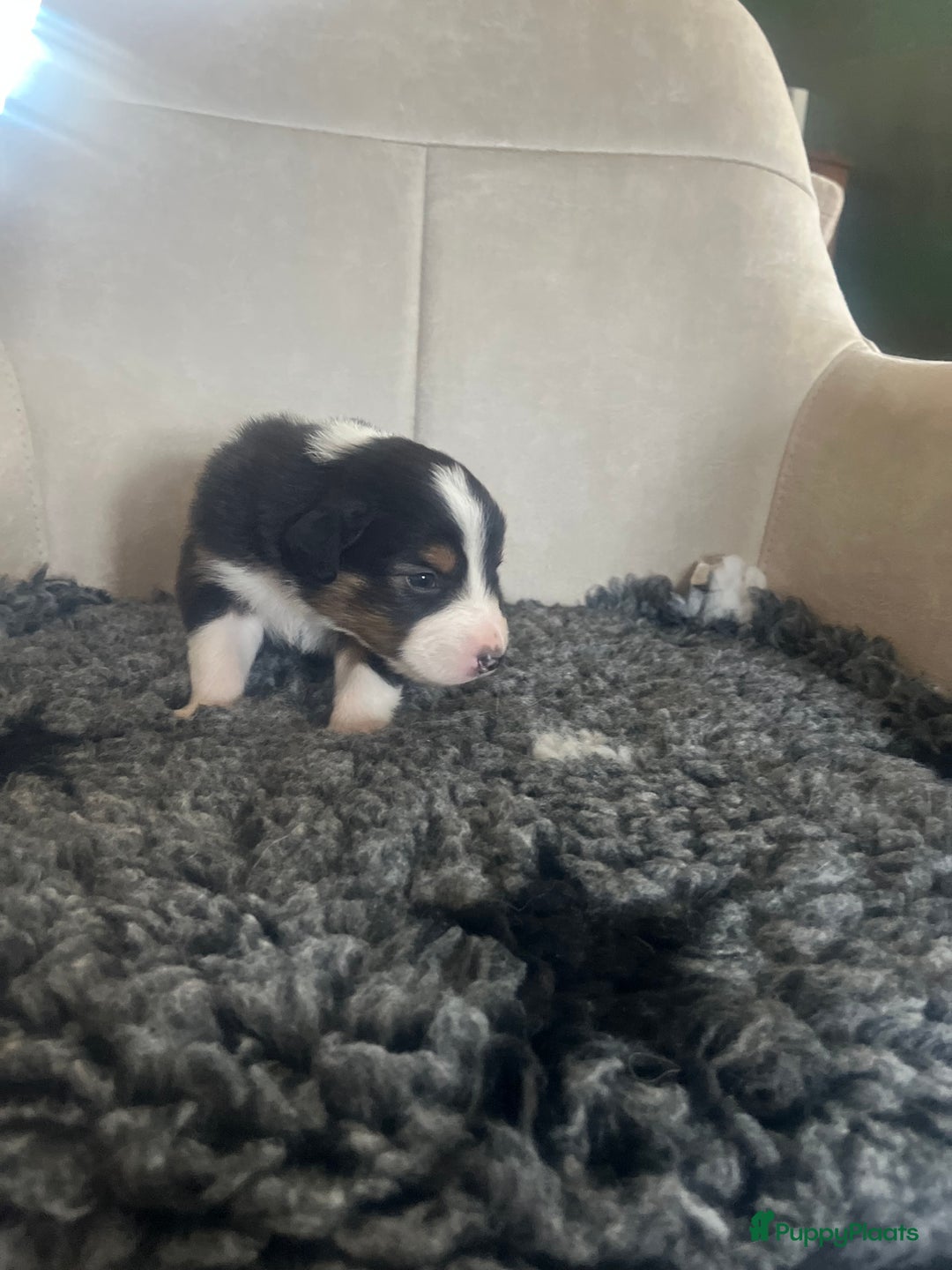 Australian Shepherd honden te koop: Raszuivere Australian Shepherd pups - Advertentie 22