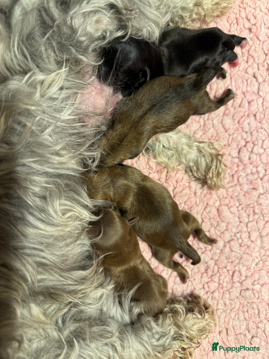 Bolonka Zwetna honden te koop: Bolonka Zwetna pups - kleine knuffels - Advertentie 15