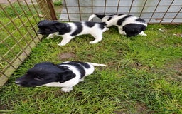 Friese Stabij honden te koop: Te koop 3 Friese stabij reutjes - Afbeelding 4
