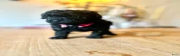 Poedel Toy honden te koop: Toypoedel pups (mini toypoedel) toypoodle puppy’s  - Advertentie 3