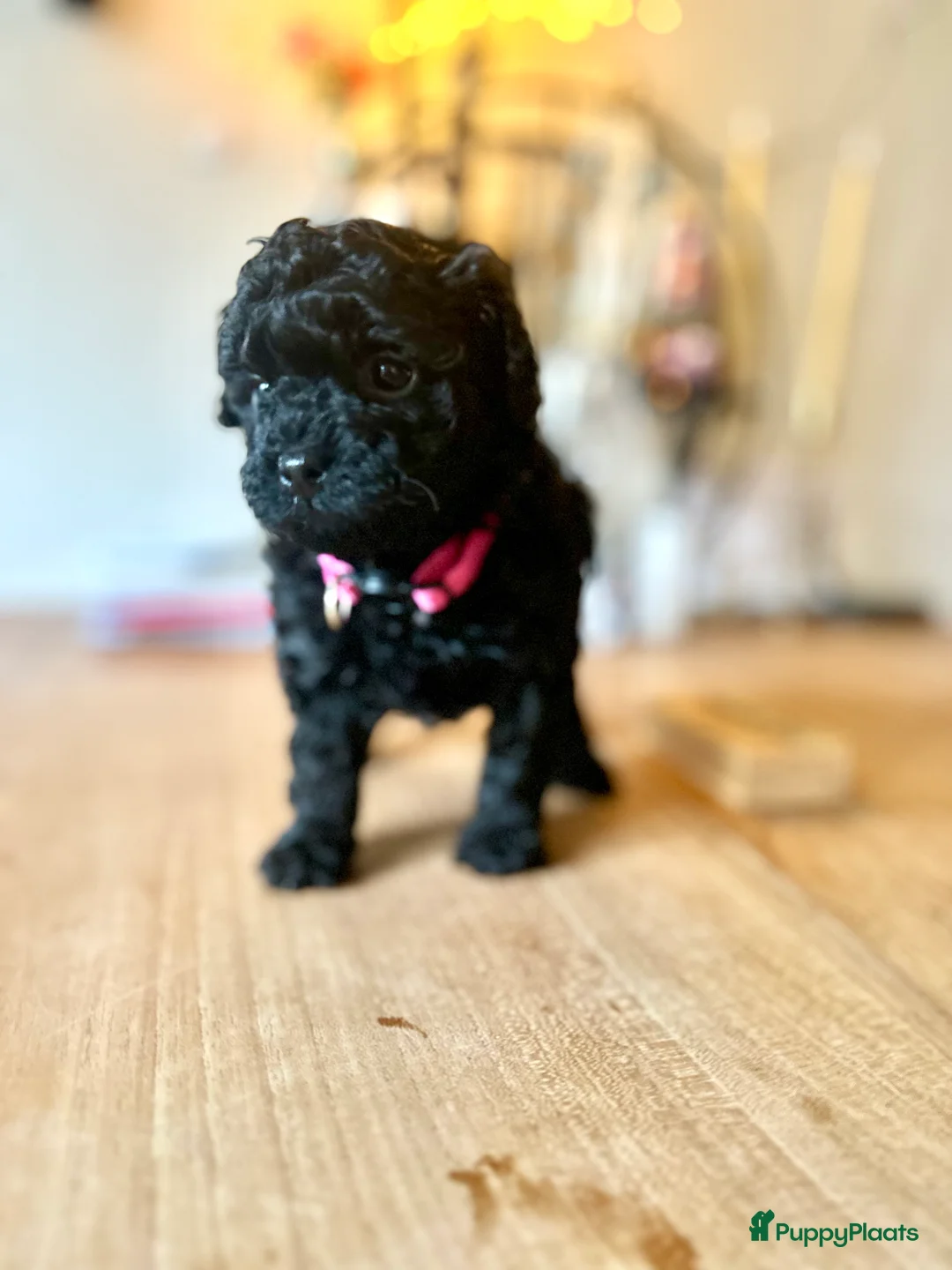 Poedel Toy honden te koop: Toypoedel pups (mini toypoedel) toypoodle puppy’s  - Advertentie 3