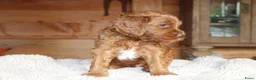 Australian Labradoodle honden te koop: Prachtige Australian Labradoodle pups in Velp - Advertentie 12