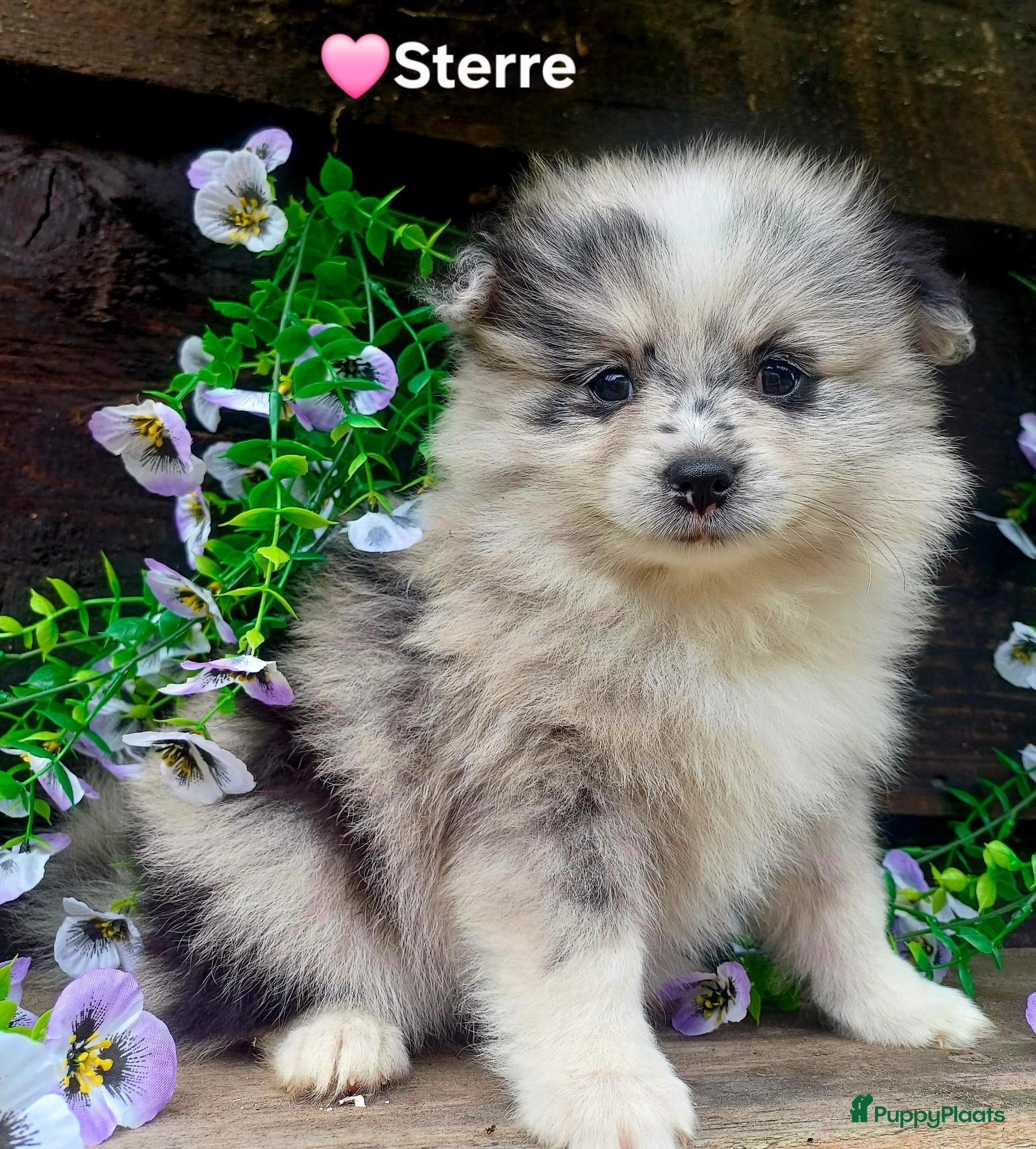 Kruising honden Super leuke dwergkees/pomeriaan kruising pups - Advertentie 10