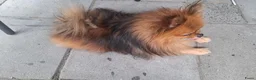 Kruising honden te koop: Nog 1 mooi meisjes beschikbaar - Advertentie 12