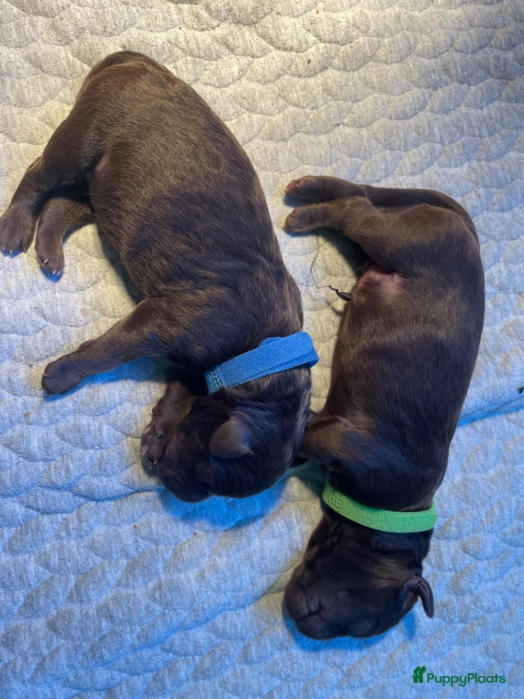 Kruising honden te koop: Chocolade medium labradoodle pups met Austr bloed - Advertentie 5