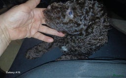 Kruising honden te koop: nestje kruising Waterhond, labradoedel look-a-like - Afbeelding 15