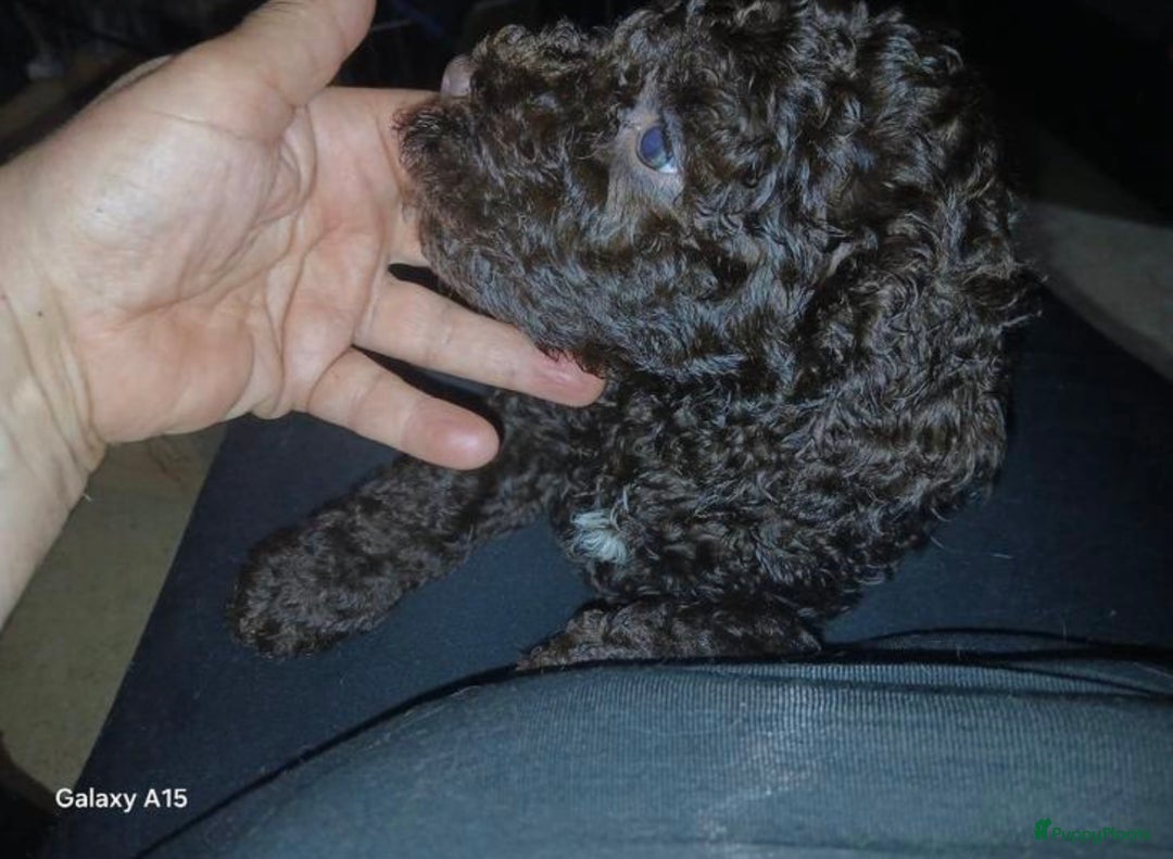 Kruising honden te koop: nestje kruising Waterhond, labradoedel look-a-like - Afbeelding 15