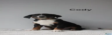 Appenzeller Sennenhond 1 (cody)