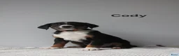 Appenzeller Sennenhond honden te koop: Appenzeller Sennenhond puppy's - Advertentie 17