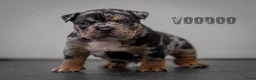 Amerikaanse Bully honden te koop: American Bully pocket pups verwacht  - Advertentie 9
