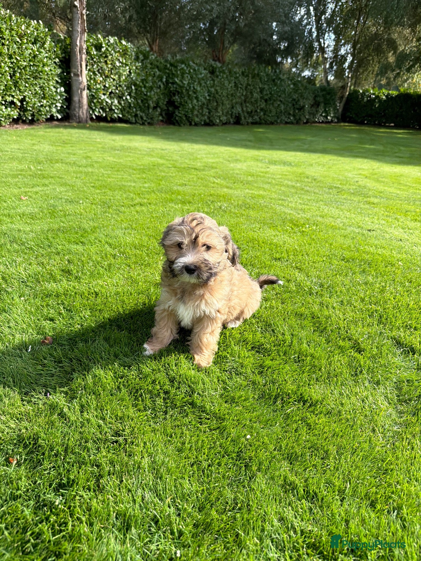 Kruising honden Boomer x Poedel (Boompoo) pups - Advertentie 1