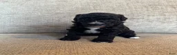Labradoodle honden te koop: Medium Labradoodle puppy's - Advertentie 18