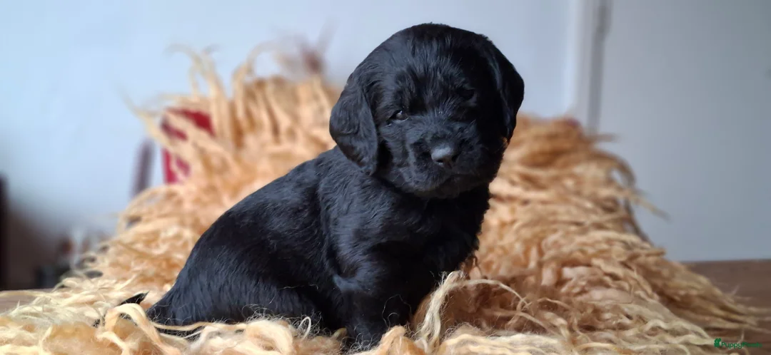 Kruising honden te koop: Labradoodle x Bloedhond / Zwitserse Senner pups - Advertentie 10