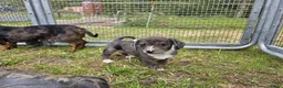 Teckel (korthaar)  honden te koop: Dwergteckel reu en teefje zoeken nieuw huisje - Advertentie 4