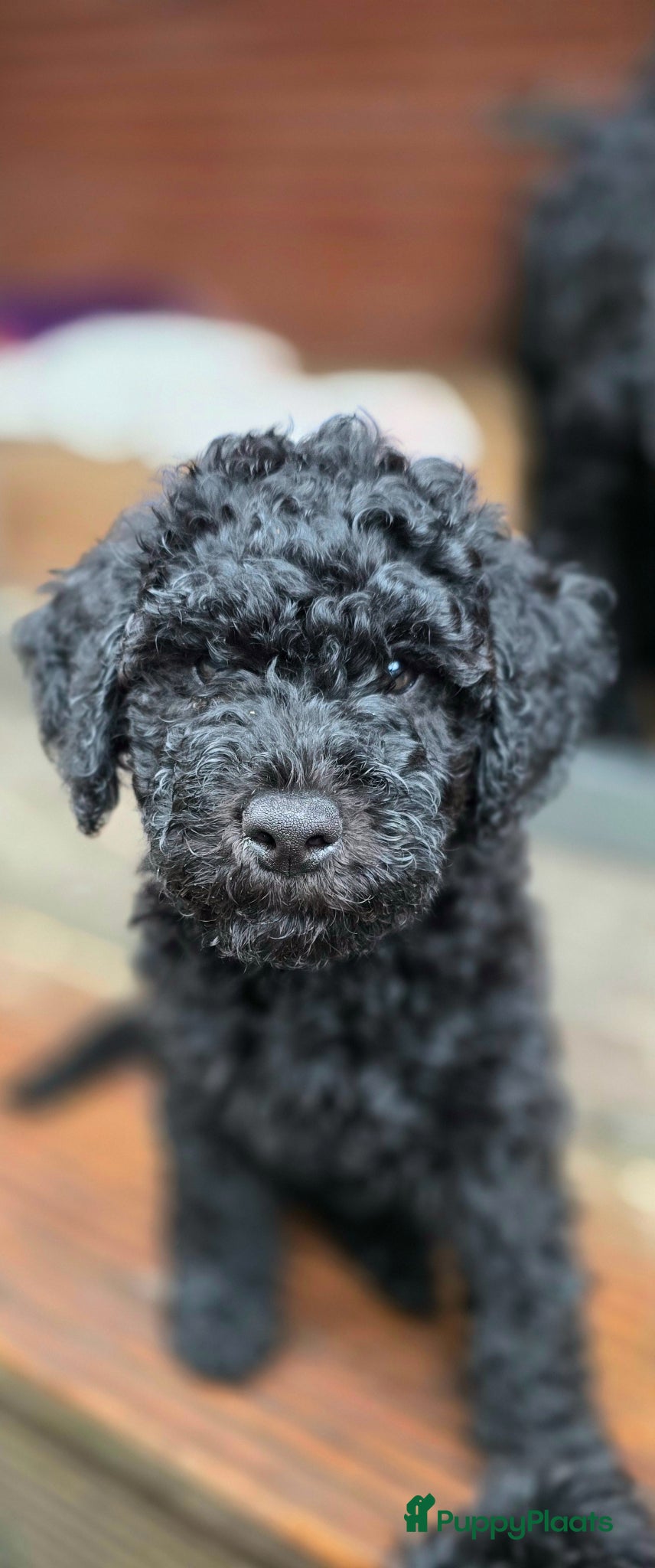 Labradoodle honden Prachtige Labradoodle pups mogen verhuizen  - Advertentie 1