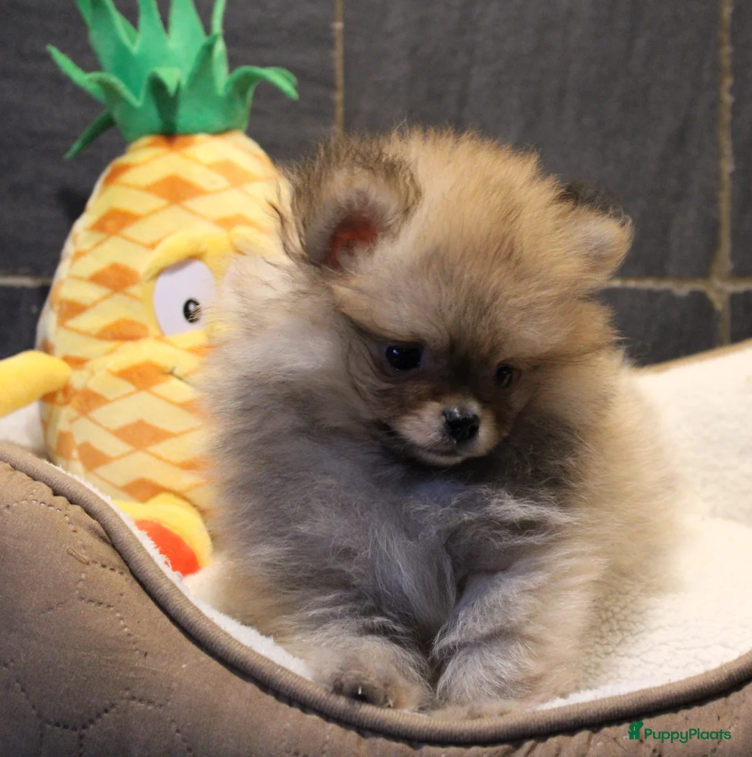 Pomeriaan honden te koop: Pomeriaan pups - Advertentie 2