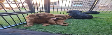 Cockapoo 7
