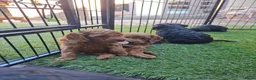 Cockapoo honden te koop: Lieve midi Cockapoo pups zoeken fijn thuis - Advertentie 4