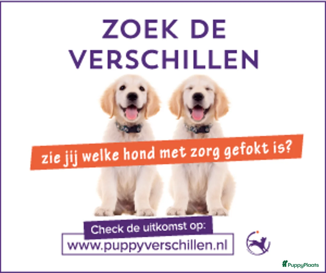 Engelse Cocker Spaniel honden te koop: Engelse Cockerspaniel pups met Stamboom. - Advertentie 26