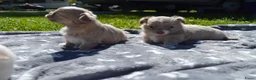 Chihuahua honden te koop: Langharige Chihuahua puppy’s  - Advertentie 19
