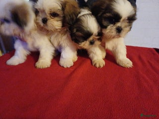 Shih Tzu honden Nog 1 ras zuiver shih tzu pup - Advertentie 1