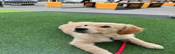 Golden Retriever honden te koop: Lieve puppy Bella (11 wkn) zoekt warm, lief thuis - Advertentie 4