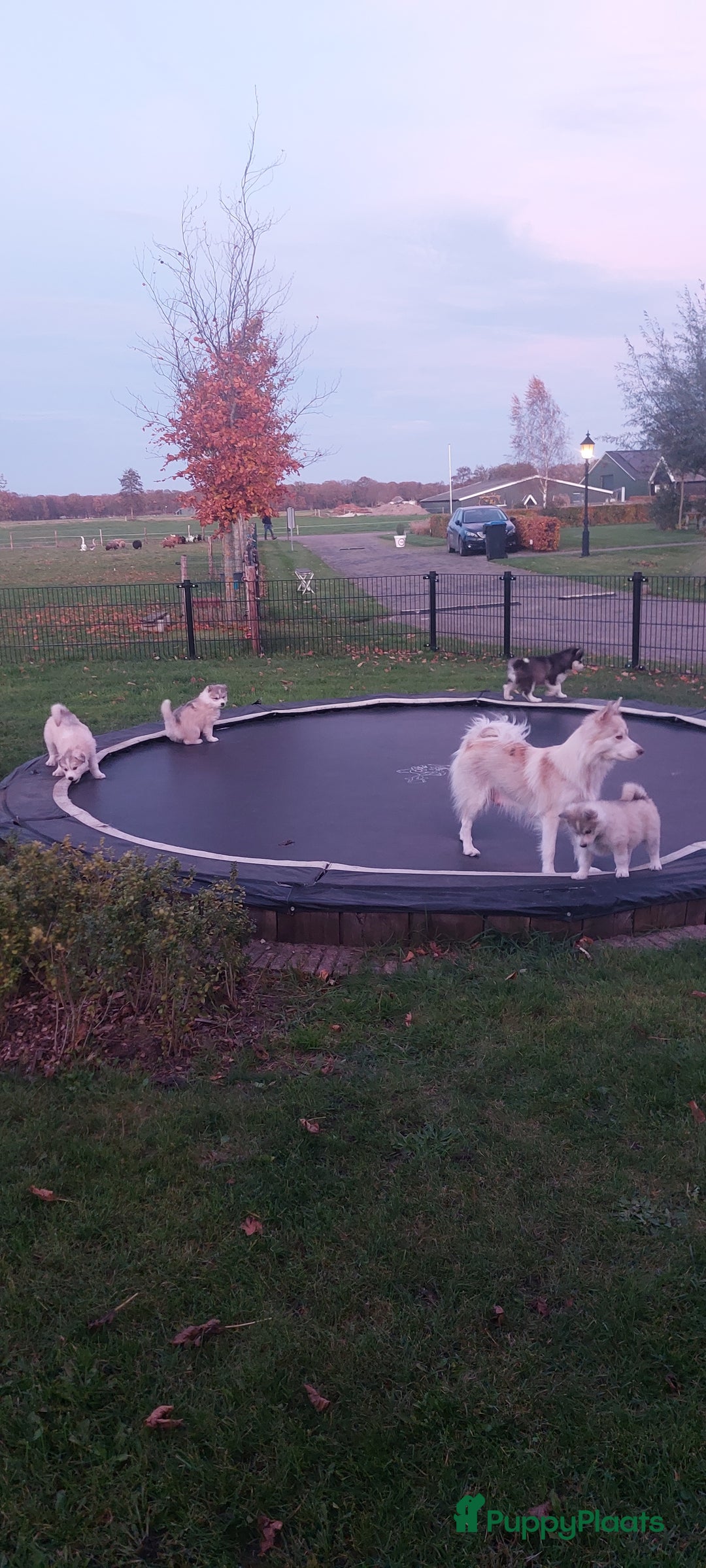 Pomsky honden te koop: Prachtige pomsky pups! - Advertentie 7