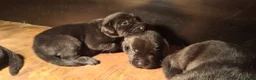 Labrador Retriever honden te koop: Zwarte labrador pups beiden ouders gescreend - Advertentie 4