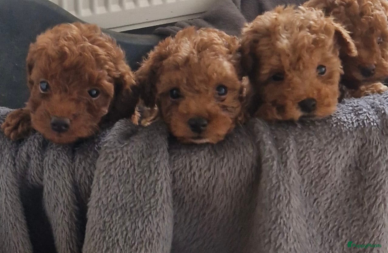 Poedel Toy honden Toypoedel pups te koop - Advertentie 1