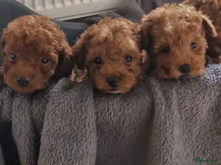 Poedel Toy honden Toypoedel pups te koop - Advertentie 1