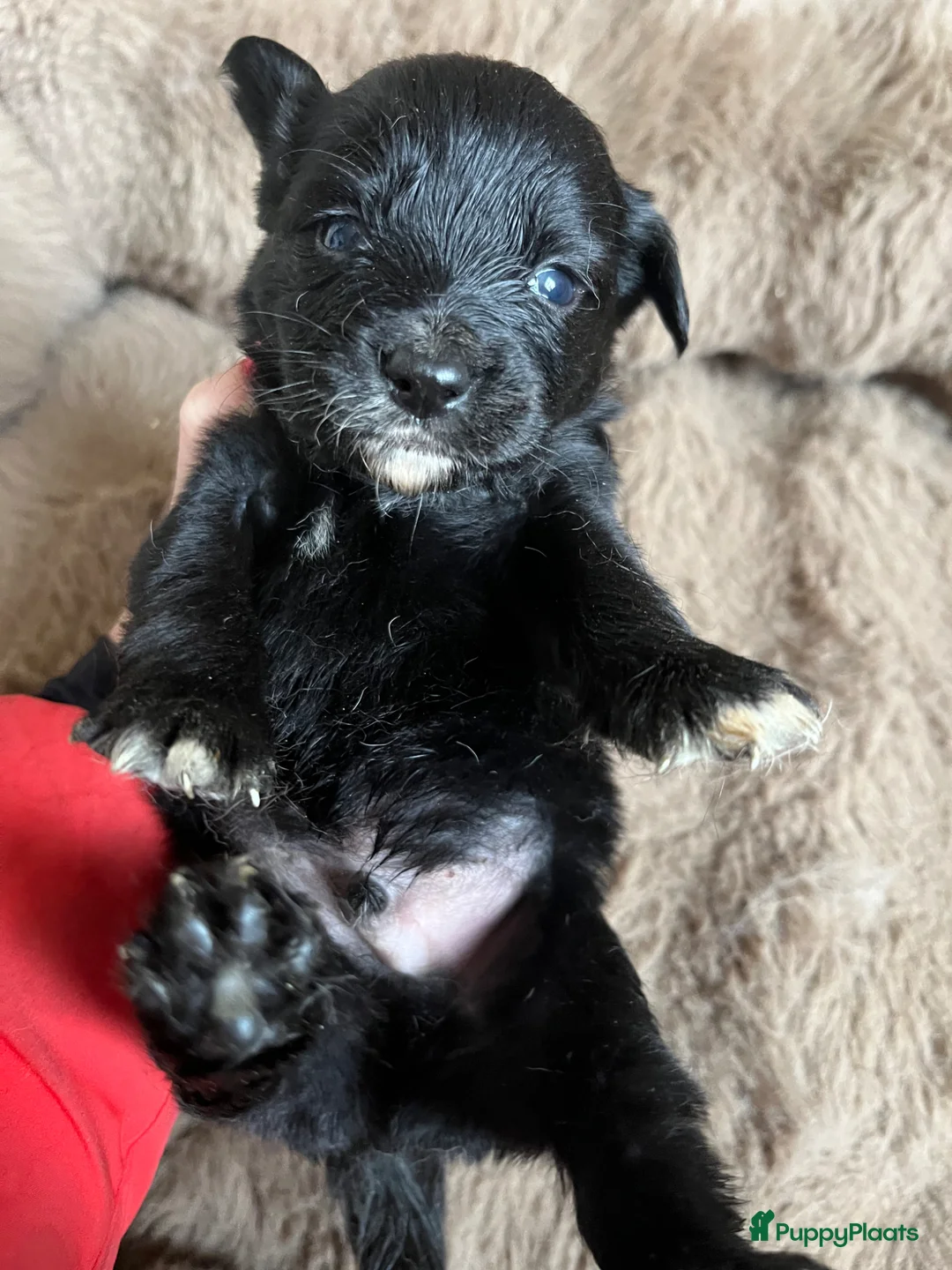 Kruising honden te koop: Prachtige kruising Markiesje/Kooiker pups! - Advertentie 3