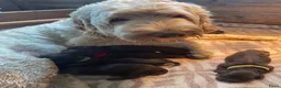 Labradoodle honden te koop: Chocolade bruine labradoodles Australian  bloed  - Advertentie 5