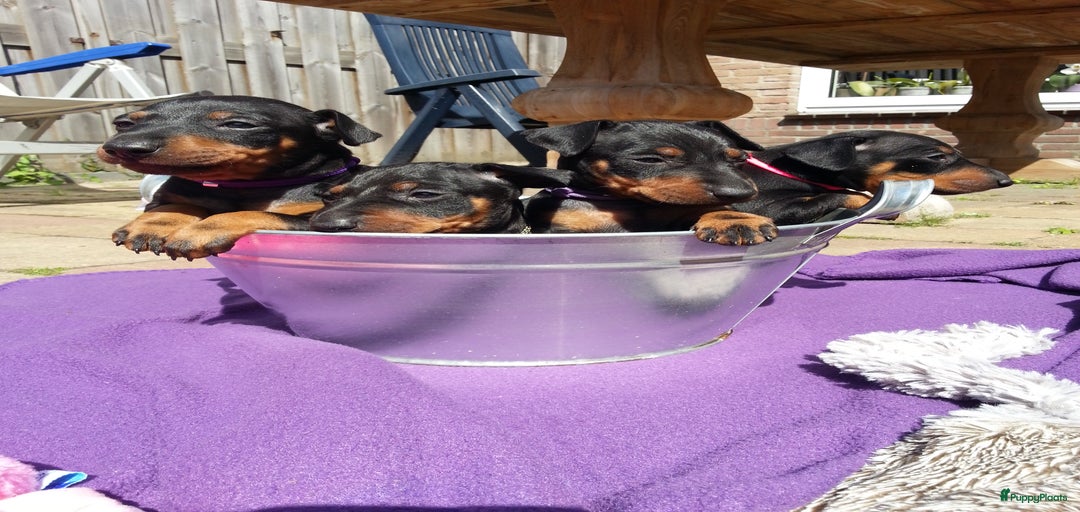 Galerij afbeelding {{count}}