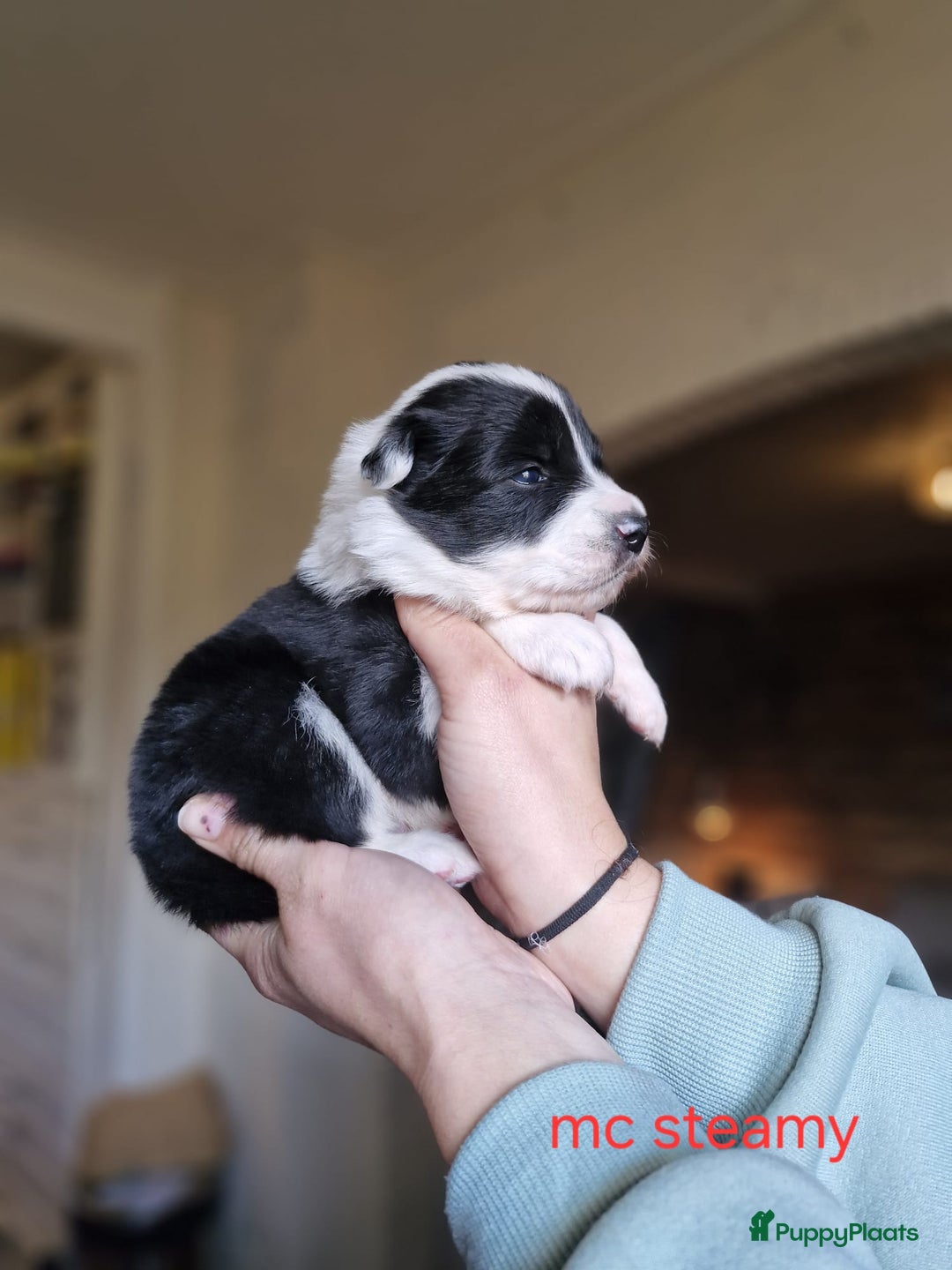 Kruising honden te koop: Zachtaardige Samollie  - Advertentie 8