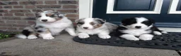 Australian Shepherd honden te koop: Stamboom pups verwacht! - Advertentie 4