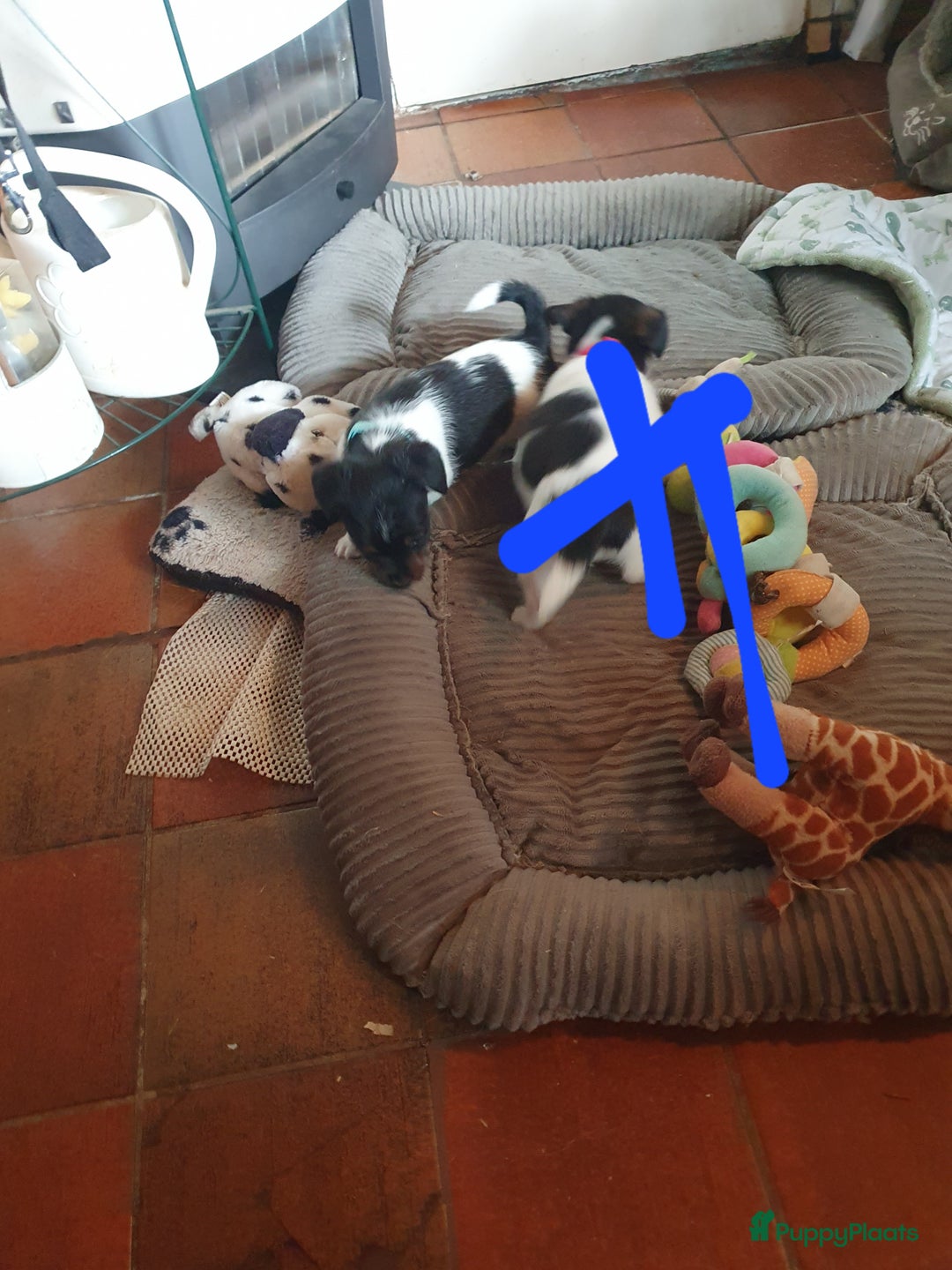 Jack Russel Terriër honden te koop: Lieve ruwharige JACK RUSSELTJES Laagbenig, dď - Afbeelding 27