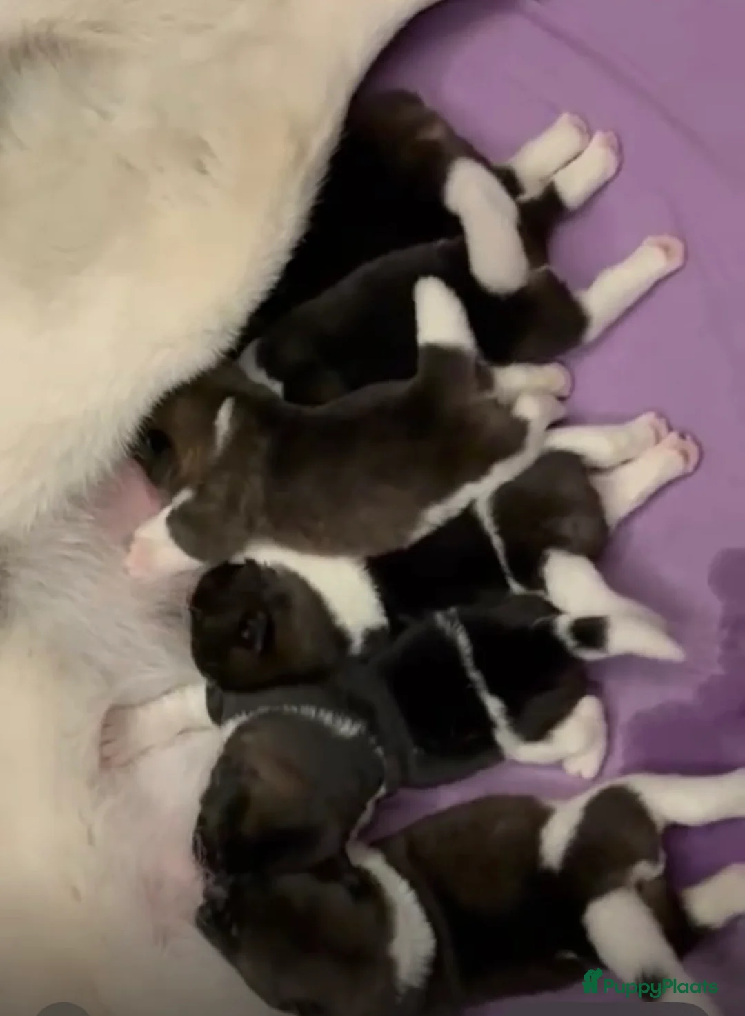 American Akita honden te koop: amerikaanse akita - Advertentie 7