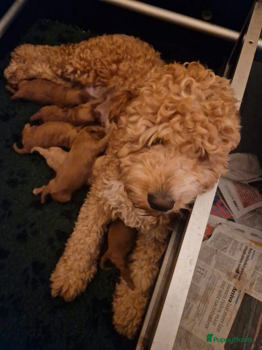 Kruising honden te koop: Lana zoekt een liefdevol baasje  - Advertentie 1