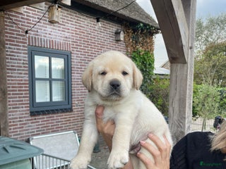 Labrador Retriever honden 9 Supermooie blonde labradorpups geboren. - Advertentie 1