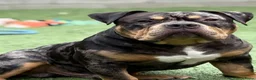 Amerikaanse Bully honden te koop: American Bully pocket pups verwacht  - Advertentie 13