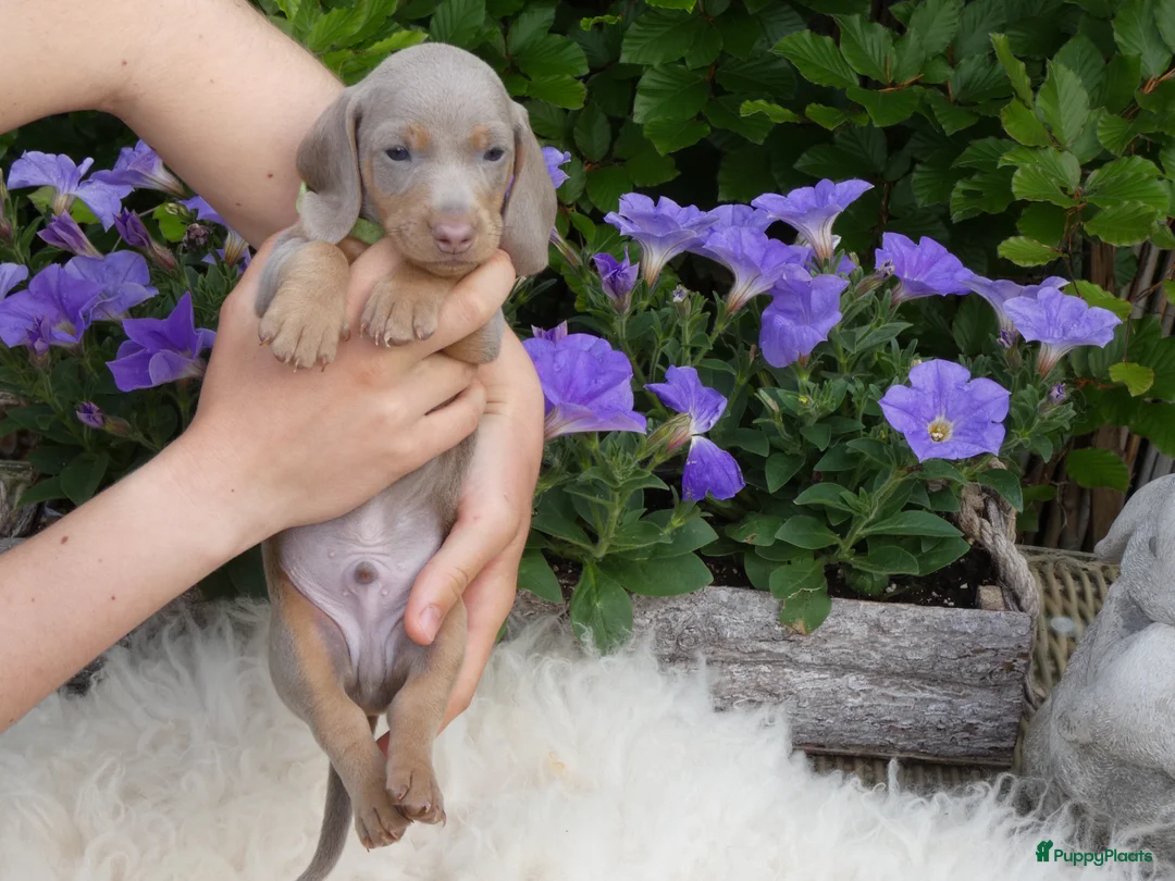Teckel (korthaar)  honden te koop: Kaninchen x Dwerg teckel pups, kleur Isabel tan! - Advertentie 10