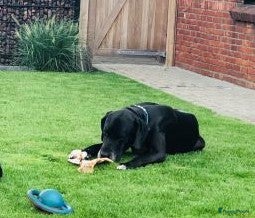 Duitse Dog honden Duitse Dog pups geboren - Advertentie 2