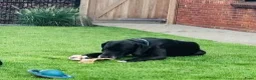 Duitse Dog honden te koop: Duitse Dog pups geboren - Advertentie 1