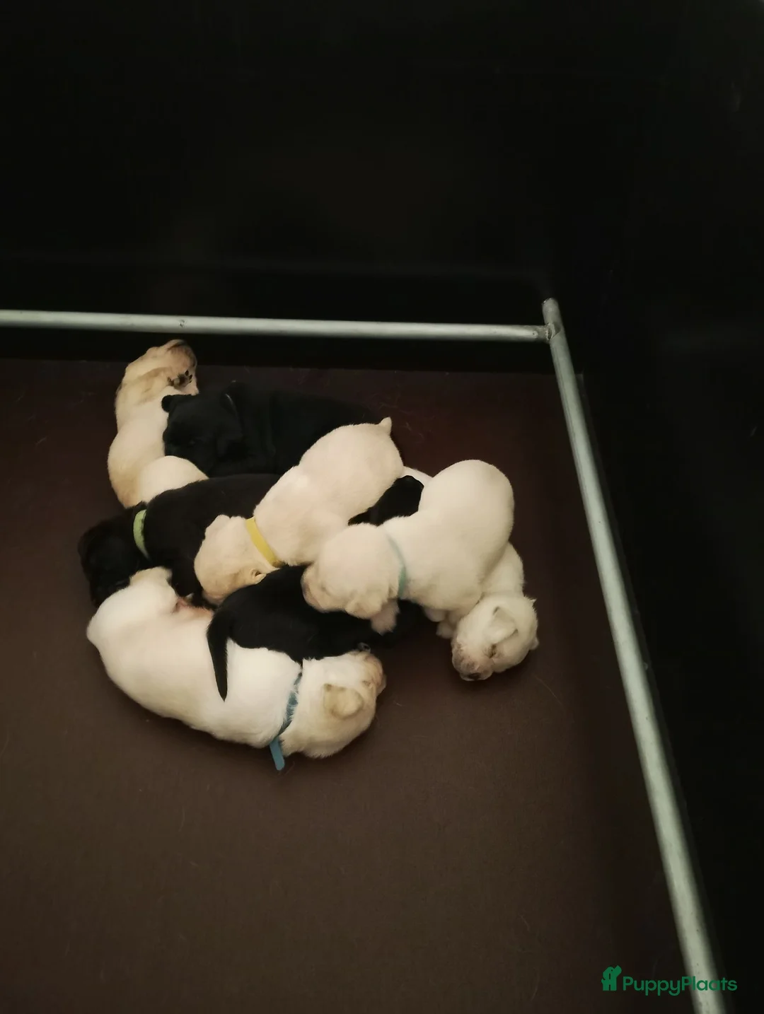 Labrador Retriever honden te koop: Prachtige zwarte labrador reutje - Advertentie 4