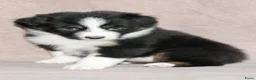 Australian Shepherd honden te koop: Australische herder pups - Advertentie 8