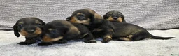 Ruwhaar Teckel honden te koop: Ruwhaar Dwerg/Kaninchen teckel pups met stamboom. - Advertentie 20